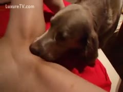 Chocolate lab eating his owners pleasant youthful vagina